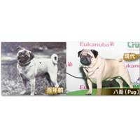 八哥（Pug）