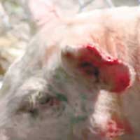 小豬的耳朵受傷流血。
