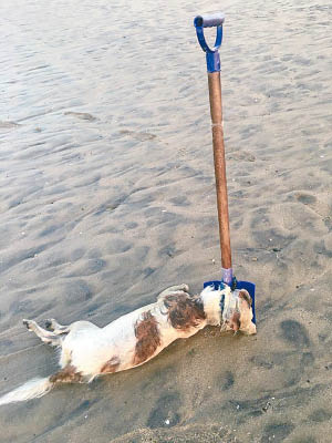 該隻狗在灘上慘遭淹死。（互聯網圖片）