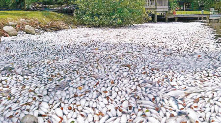 潟湖河道充斥大量死魚屍體。（互聯網圖片）