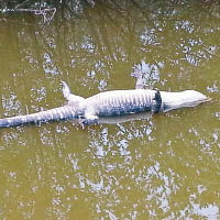 早前在潟湖附近發現有短吻鱷屍體。
