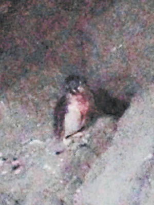 一隻小企鵝被打至渾身披血。（互聯網圖片）