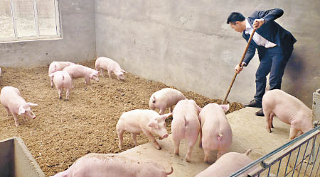去年約五百萬個養豬戶離場，致豬肉產量下跌。（資料圖片）