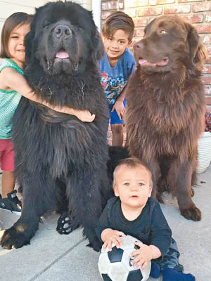 孩子與巨犬拉菲（右）和波士（左）相處融洽。（互聯網圖片）