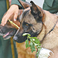 現役警犬獻花悼念埋骨青山的功勳犬。（互聯網圖片）