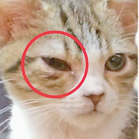 貓咖啡店內極為擠擁，一頭貓的眼睛腫脹流分泌物（圖）。（互聯網圖片）