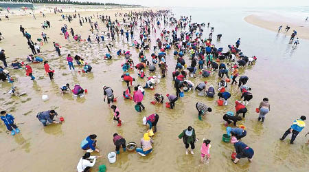 上千名市民湧到沙灘拾海貝。（互聯網圖片）