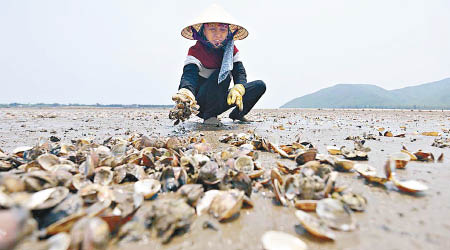 漁民展示大批死蜆，稱損失慘重。