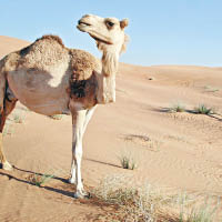 阿聯酋有不少地區位處沙漠，十分乾旱。