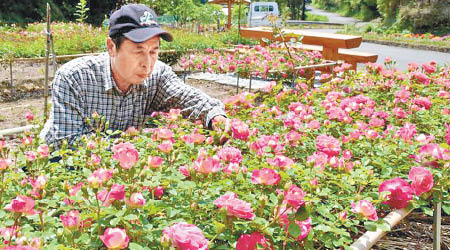 妻子患癌病逝的野邊保雄在家附近種了大量玫瑰。（互聯網圖片）