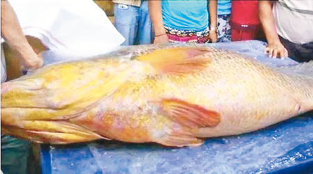 涉事巨型黃唇魚被中國人以高價買走。（互聯網圖片）