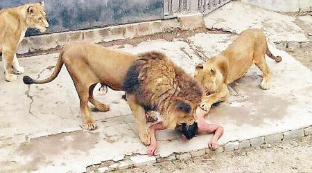圍噬裸漢<BR>兩隻獅子撲向羅曼，狂噬其身體。（互聯網圖片）