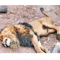 慘遭射殺<BR>一頭雄性獅子被職員開槍擊斃。