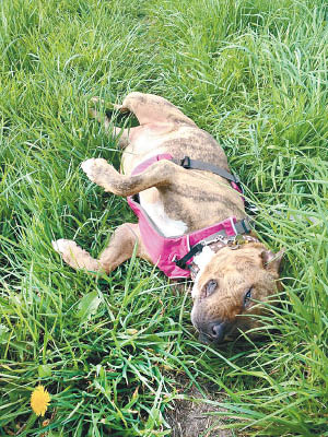 弗雷婭被稱為全英最孤獨狗狗。（互聯網圖片）