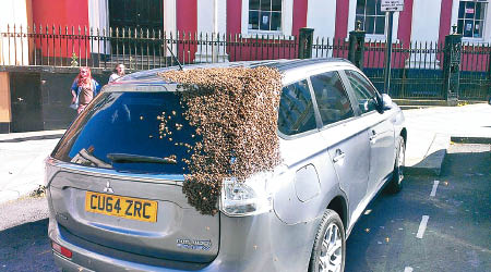 車尾聚集大批蜜蜂。（互聯網圖片）