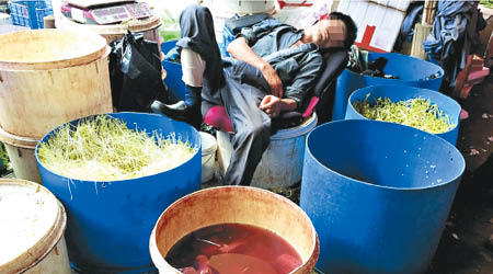 用來培植芽菜的工場衞生嚇人，膠桶滿布污漬。（互聯網圖片）