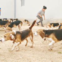 狗狗終於可自由走動。