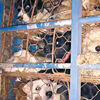 多隻貓狗擠在一個籠內。
