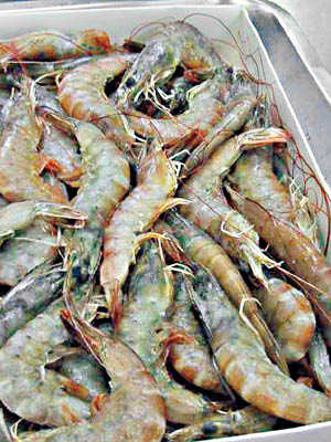問題白蝦（圖）及旭蟹來自台北喜來登酒店。（中時電子報圖片）