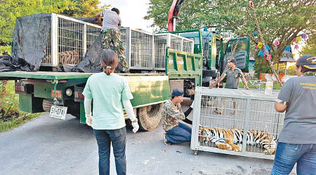 工作人員在華欣充公老虎等動物。（互聯網圖片）