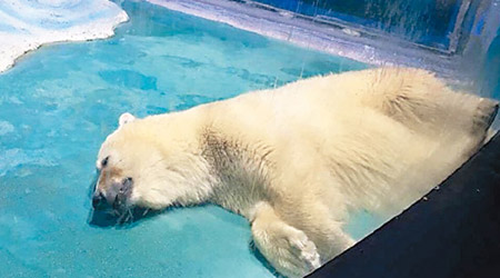 北極熊顯得沒精打采。（互聯網圖片）