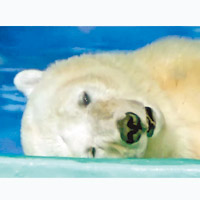 北極熊流露絕望的眼神。（互聯網圖片）