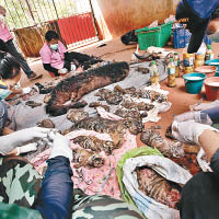 老虎廟內被揭發滿是虎皮和幼虎屍骸。