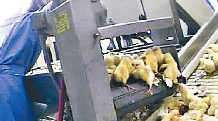 曾有片段顯示大批雄性小雞被送往碎肉機。（資料圖片）