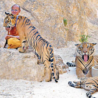 老虎廟內多頭老虎被政府帶走。