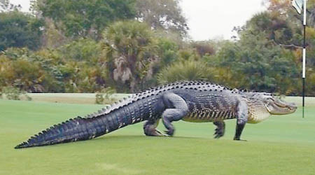 佛州高爾夫球場曾有巨型短吻鱷出沒。（資料圖片）