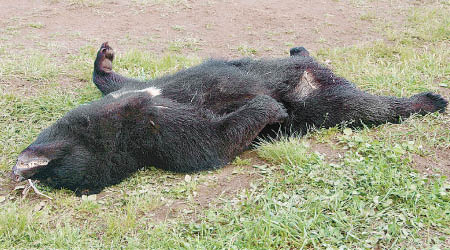 獵人在秋田縣射殺一隻黑熊，長有長的尖牙。（秋田縣警方圖片）