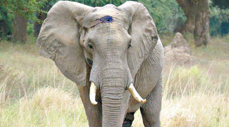 大象額頭留下子彈洞。（互聯網圖片）