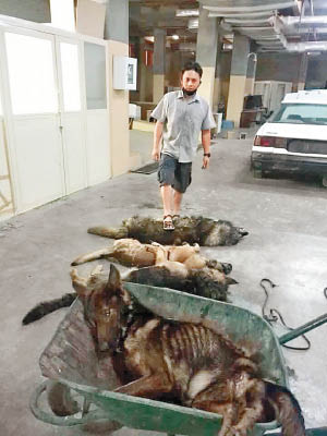 網傳照片可見多頭狗被殺死。（互聯網圖片）
