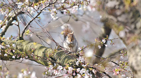 松鼠在樹上享受舒適的倫敦春天。（資料圖片）