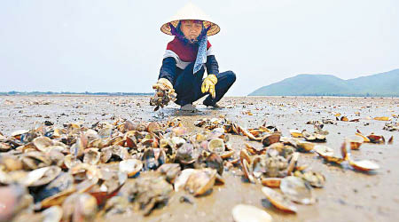 越南中部沿海四省自四月起有大量海產死亡。