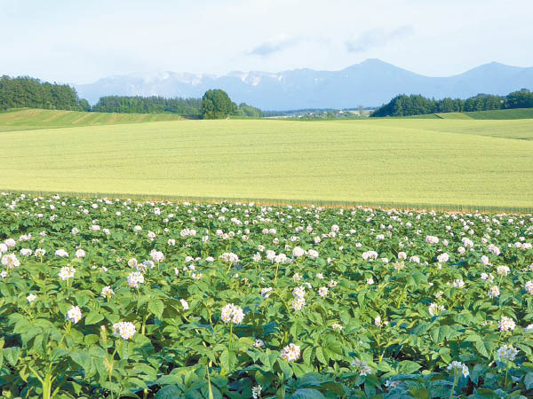 北海道薯仔花遍野盛放 東方日報