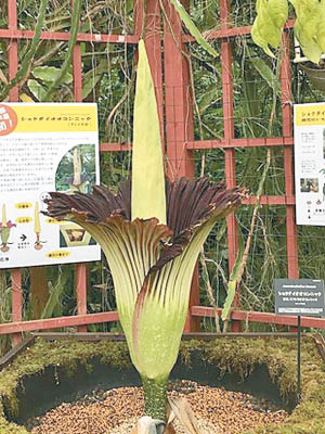 日本高知縣植物園內的腐屍花即將開花。（互聯網圖片）