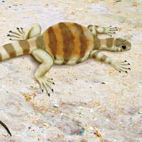 科學家分析正南龜（圖）的化石得出結論。