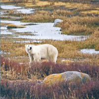 拉爾森在阿拉斯加照顧北極熊。（互聯網圖片）