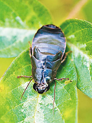 太平洋甲蟲蟑螂