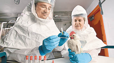 科學家從雞隻身上抽取樣本。（資料圖片）