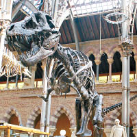 高溫加上紫外線，恐會對博物館內的恐龍骨造成損害。（互聯網圖片）