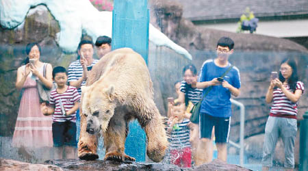 北極熊被迫在炎熱的室外「接客」表演。（互聯網圖片）