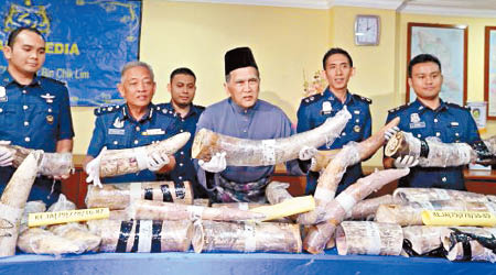馬來西亞海關展示截獲的象牙。（互聯網圖片）