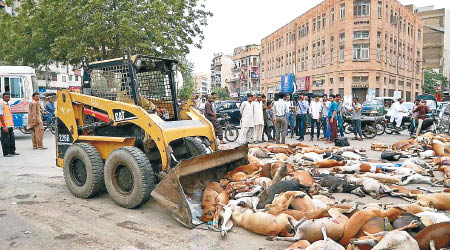 工人出動剷泥車清理狗隻屍體。（巴基斯坦動物福利協會圖片）