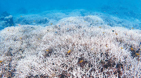 沖繩的珊瑚嚴重白化。（吉田稔提供）