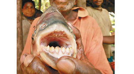 帕庫食人魚的牙齒跟人類的牙齒相似。（資料圖片）