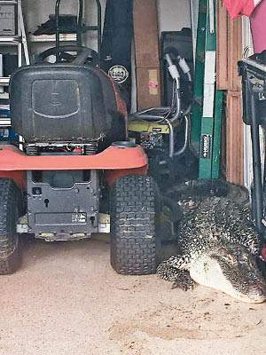 短吻鱷走入達爾默的車庫。（互聯網圖片）
