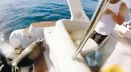 海豹在艇上避難。