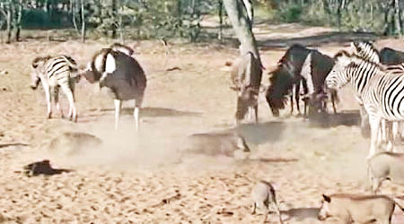 一隻斑馬為保護同類踢開野豬。（互聯網圖片）